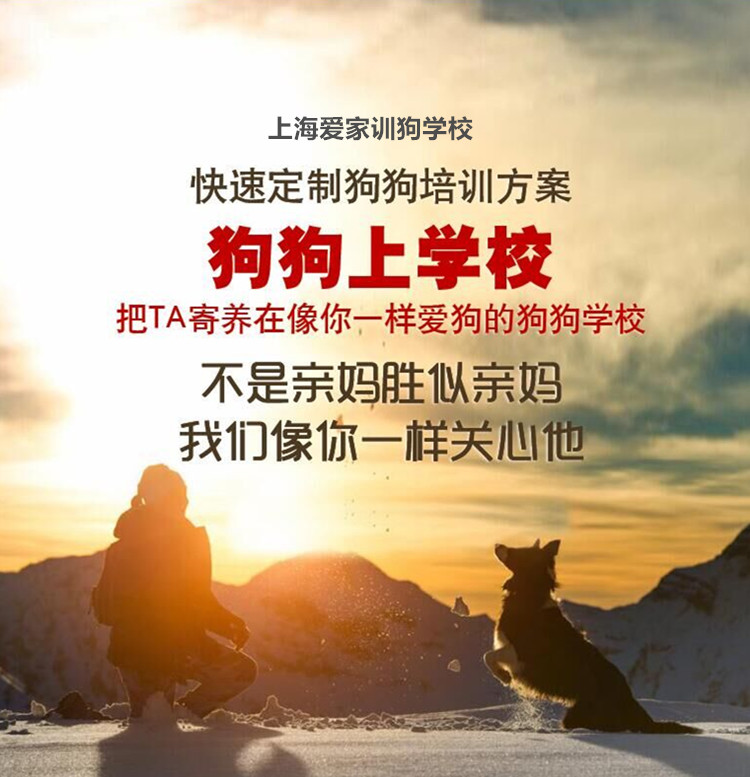 狗狗关怀1.jpg 狗狗关怀1.jpg