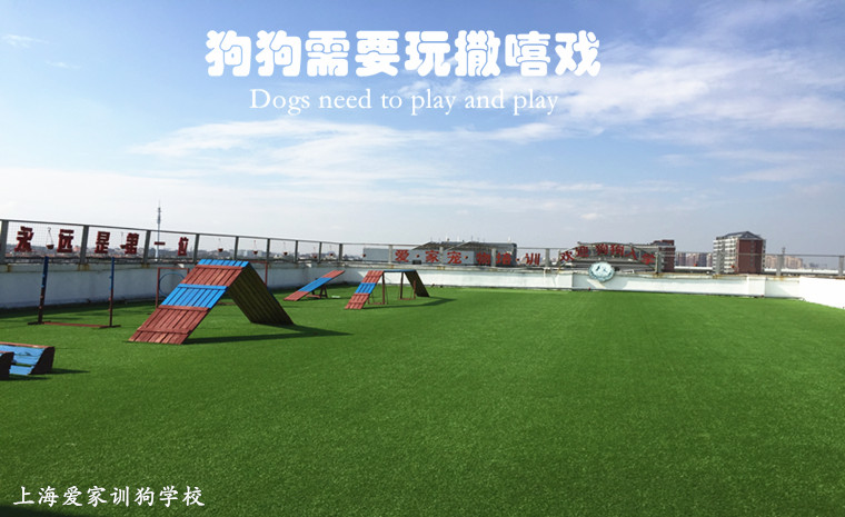 上海爱家宠物学校环境展示.jpg