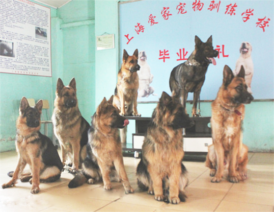 训犬基地 警犬训练基地 德牧基地.jpg