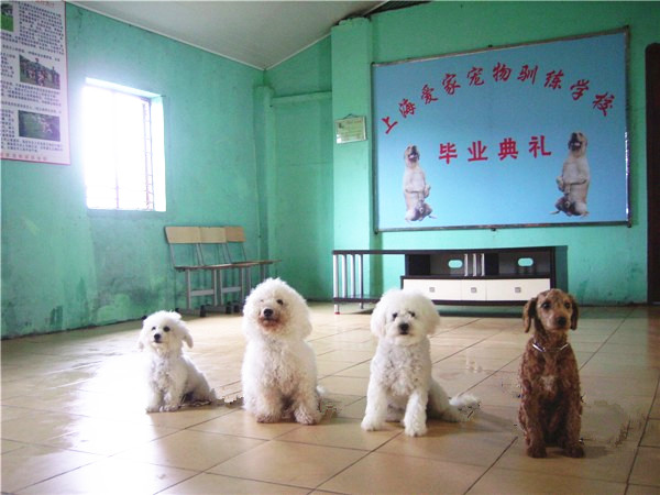 爱家训狗学校泰迪专业训练.jpg