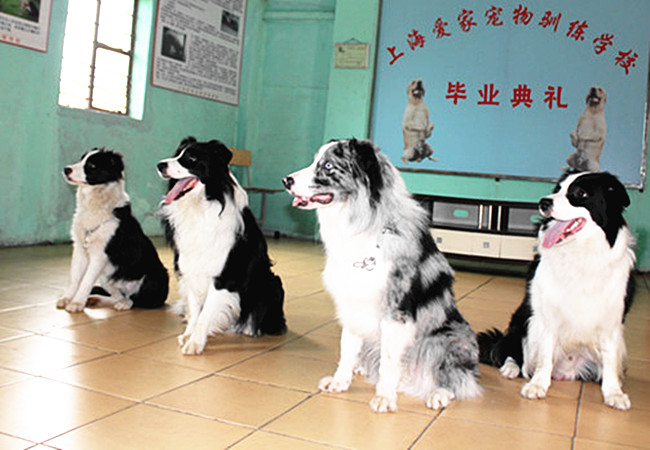 边境犬 边牧 训狗学校 训狗基地_副本.jpg