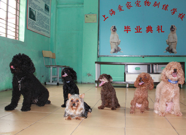 泰迪犬,贵宾犬训练.jpg