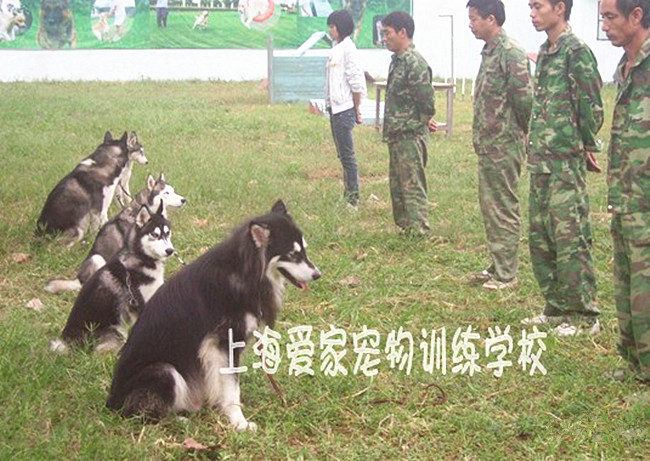 雪橇犬训练 雪橇 训犬学校.jpg