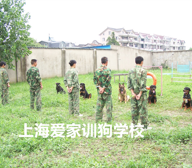 训狗学校.jpg