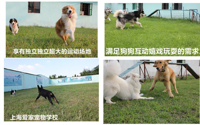 爱家狗狗户外狗狗运动3_副本.jpg