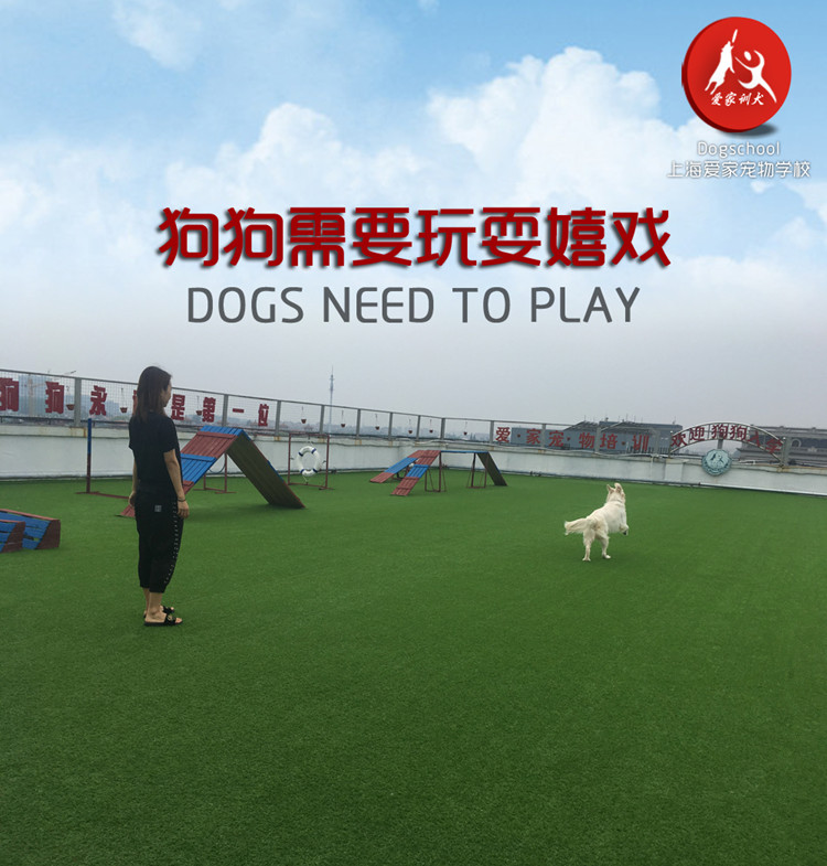 狗狗关怀4.jpg 狗狗关怀4.jpg