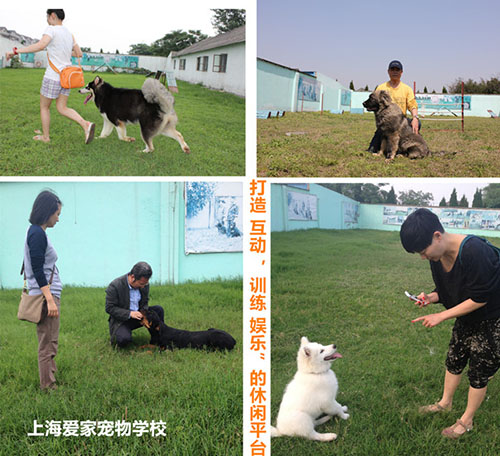 家长训狗.jpg