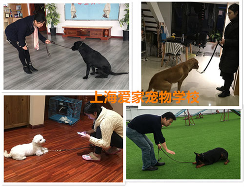 家长学习训练狗狗.jpg