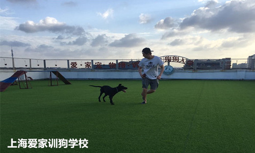 上海爱家宠物学校狗运动_副本.jpg